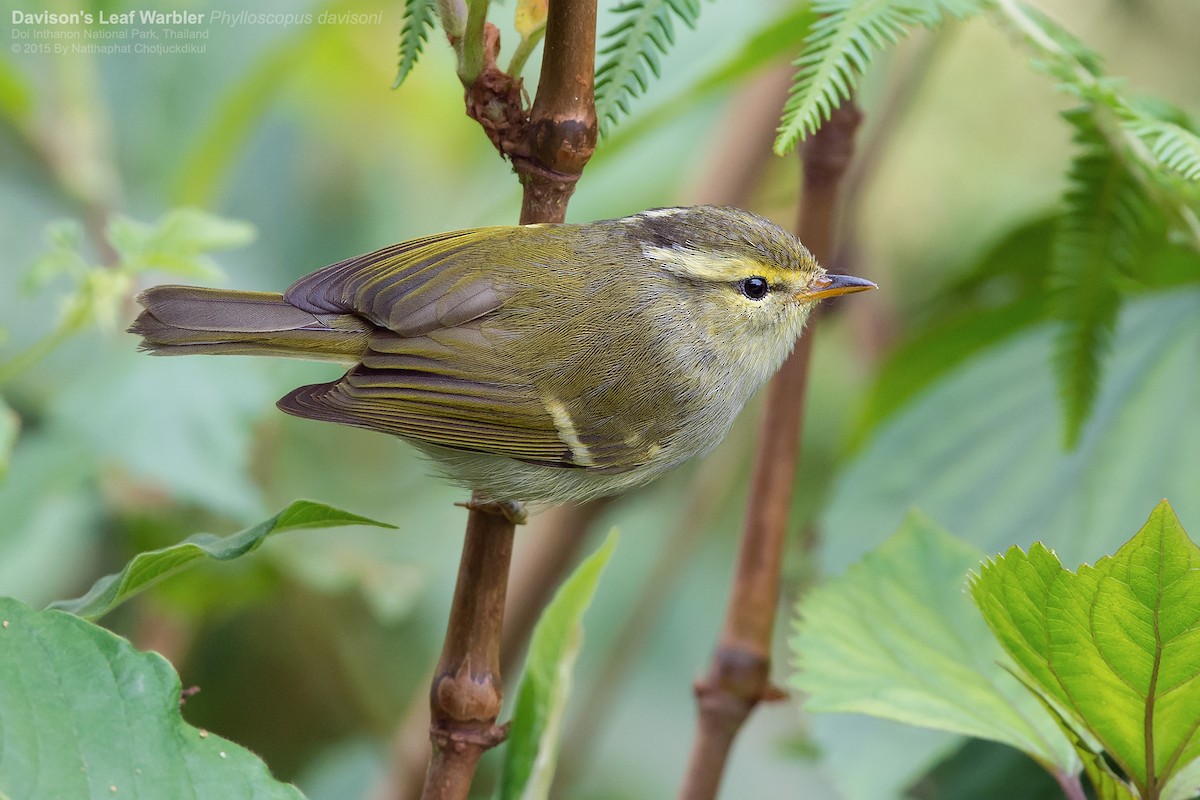 Davison's Leaf Warbler - Natthaphat Chotjuckdikul