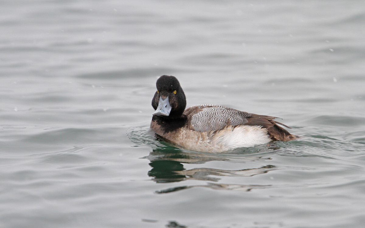 Greater Scaup - ML65437721