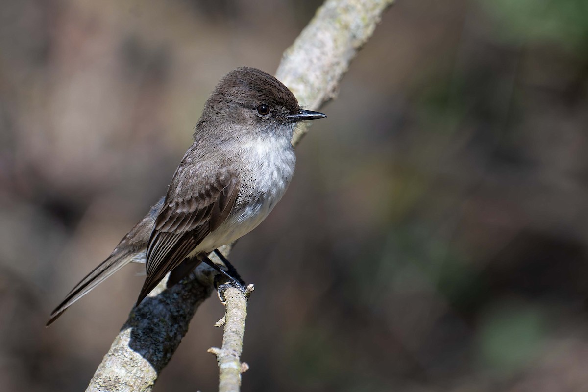 Eastern Phoebe - ML654377295