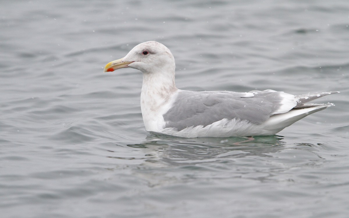 Glaucous-winged Gull - ML65437741