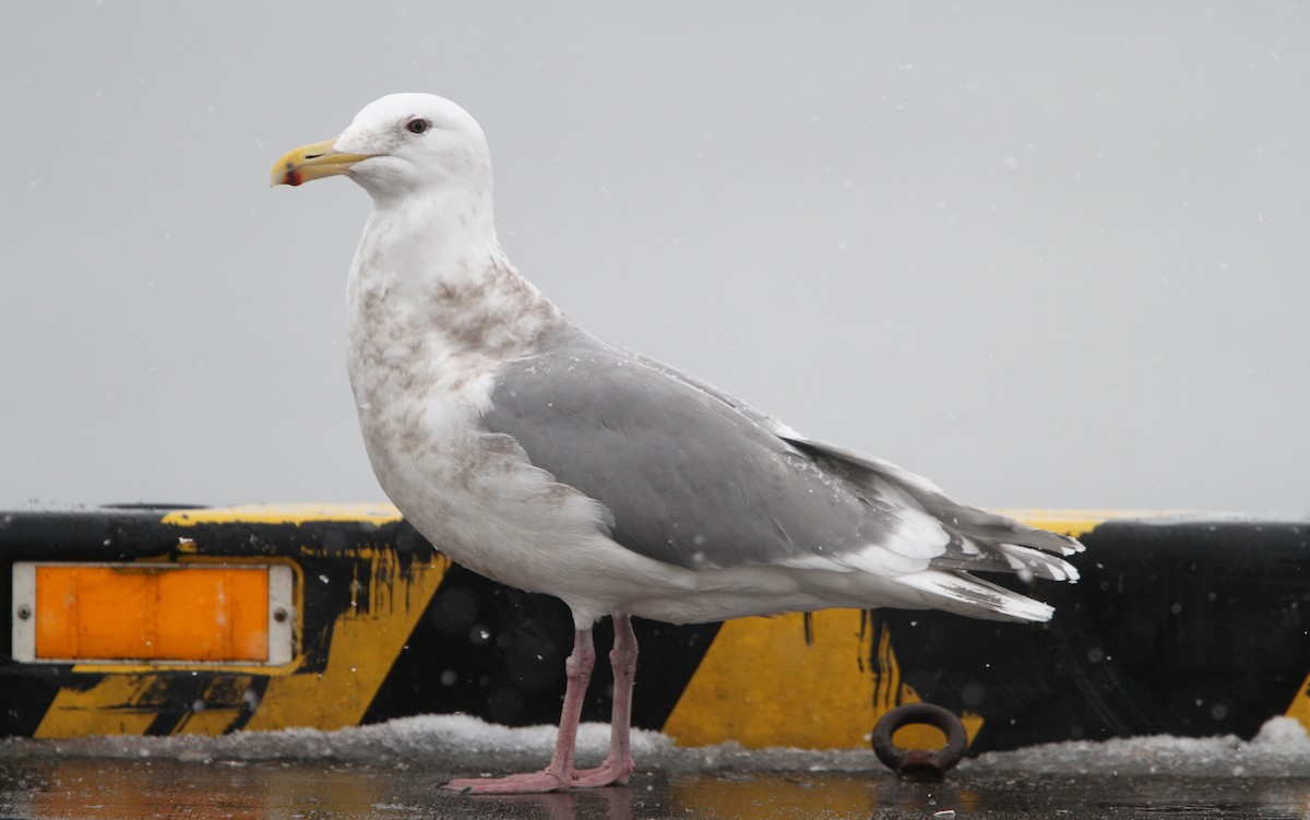 Glaucous-winged Gull - ML65437751