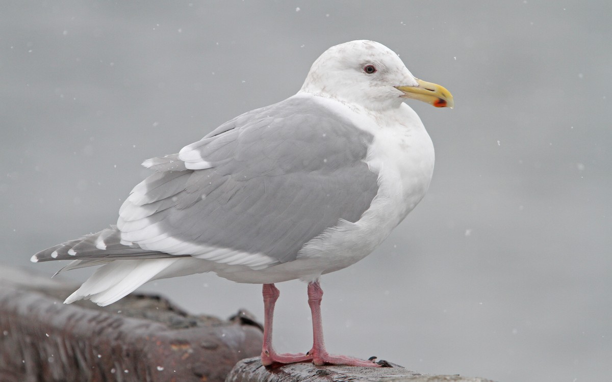 Gaviota de Bering - ML65437781