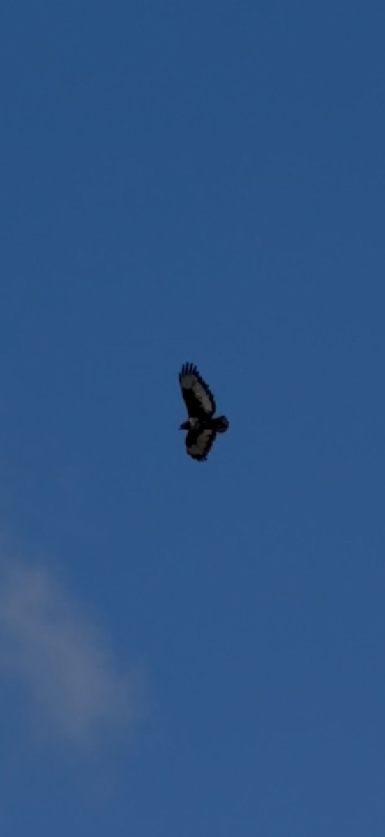 sjakalvåk - ML654378091