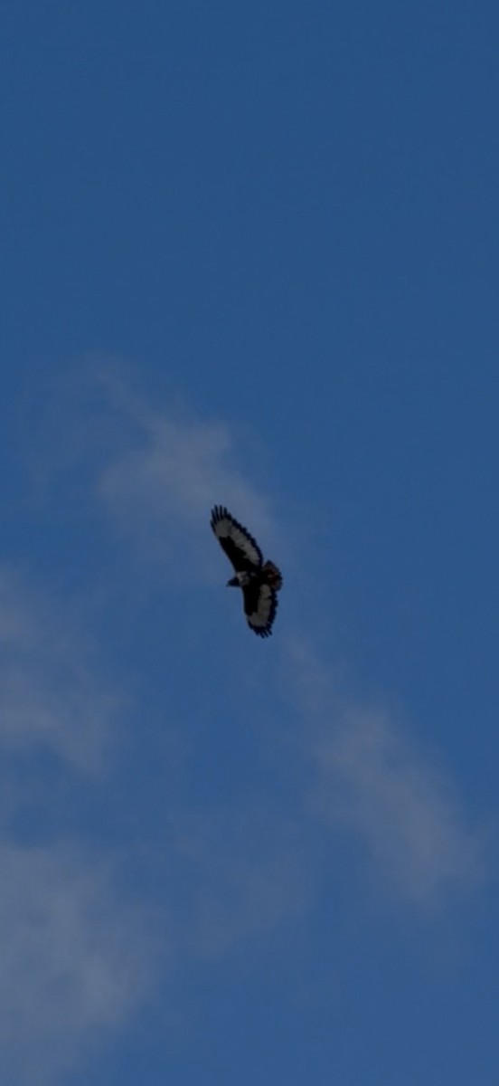 sjakalvåk - ML654378092