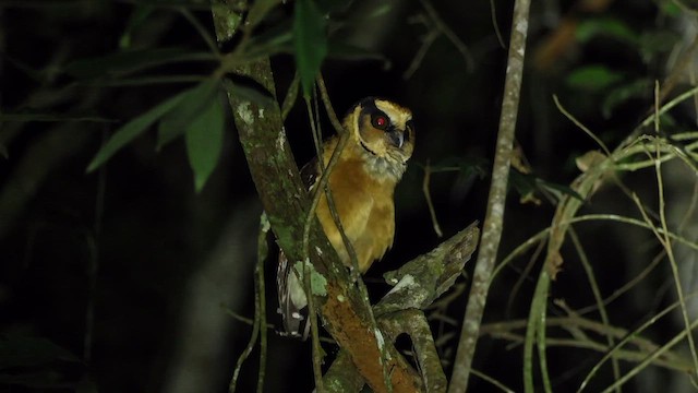 Buff-fronted Owl - ML654378713