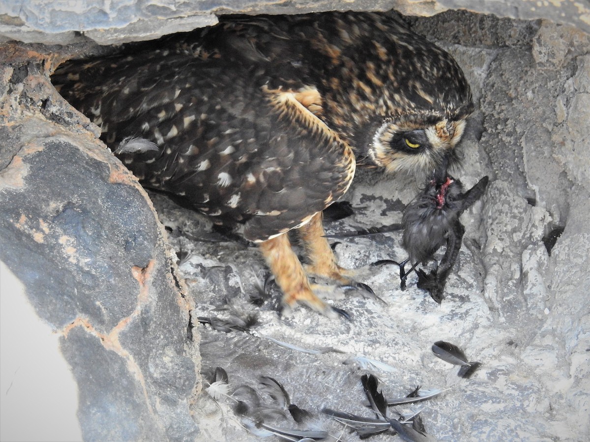 Сова болотяна (підвид galapagoensis) - ML654379788