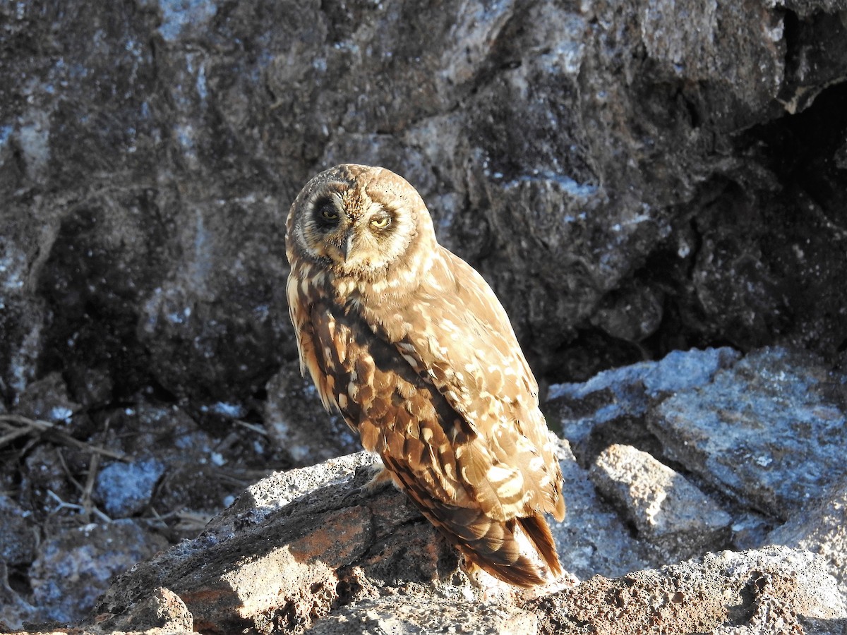 Сова болотяна (підвид galapagoensis) - ML654379789