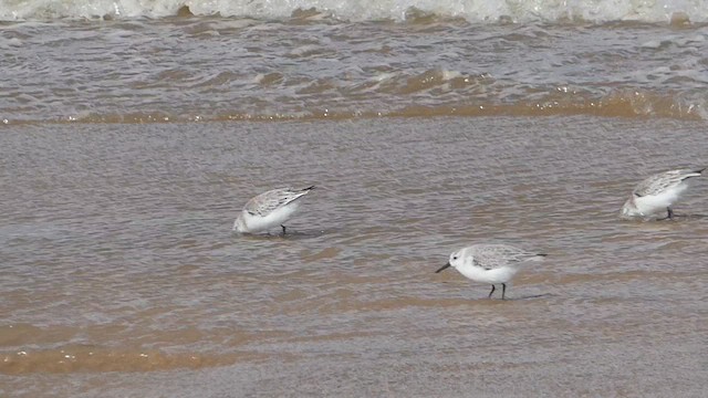 Sanderling - ML654382768