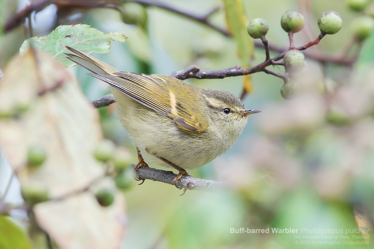 Buff-barred Warbler - Natthaphat Chotjuckdikul