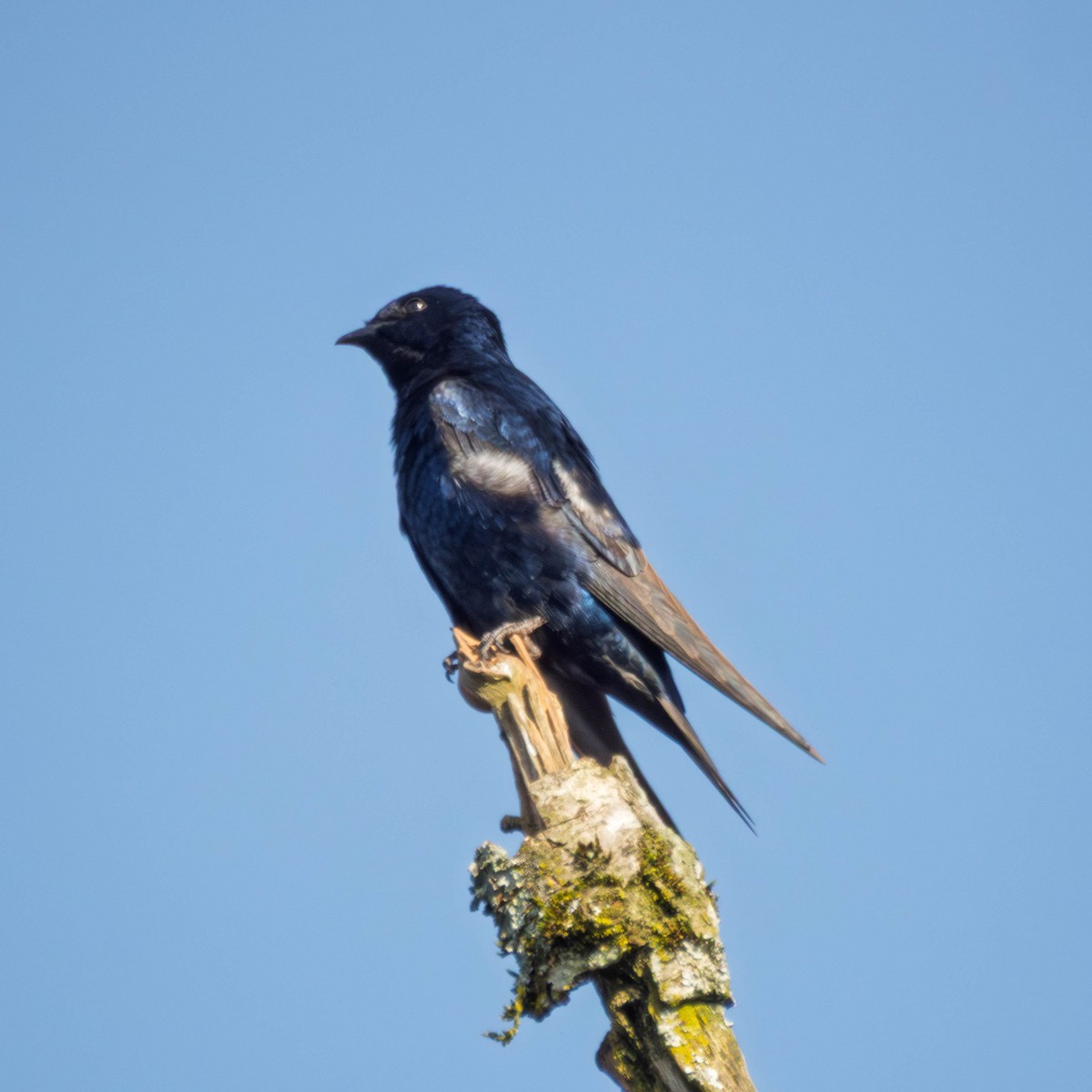 Purple Martin - ML654383417