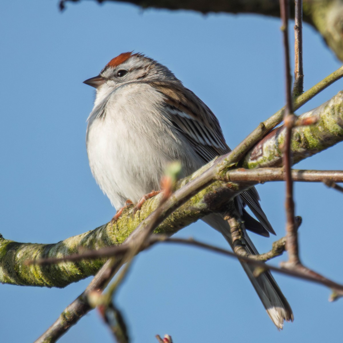 Chipping Sparrow - ML654383421