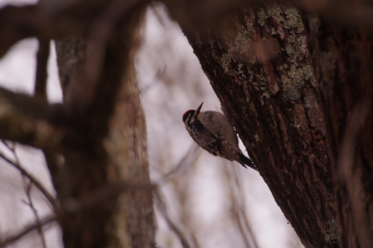 Yellow-bellied Sapsucker - ML654383920