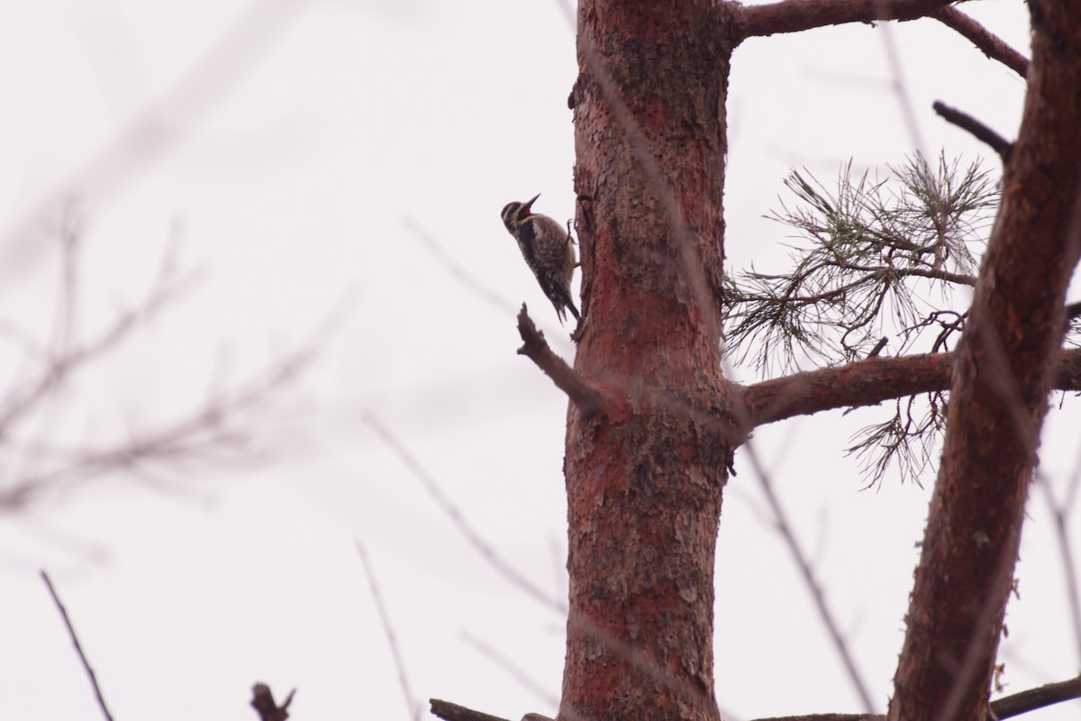 Yellow-bellied Sapsucker - ML654383932