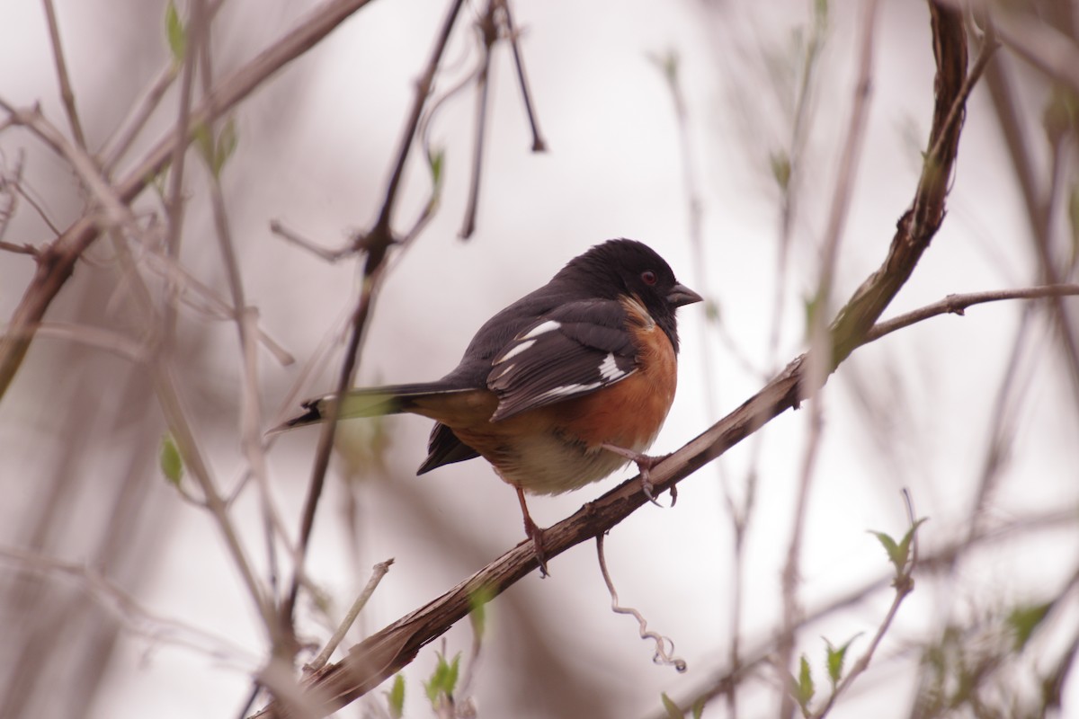 Eastern Towhee - ML654383969