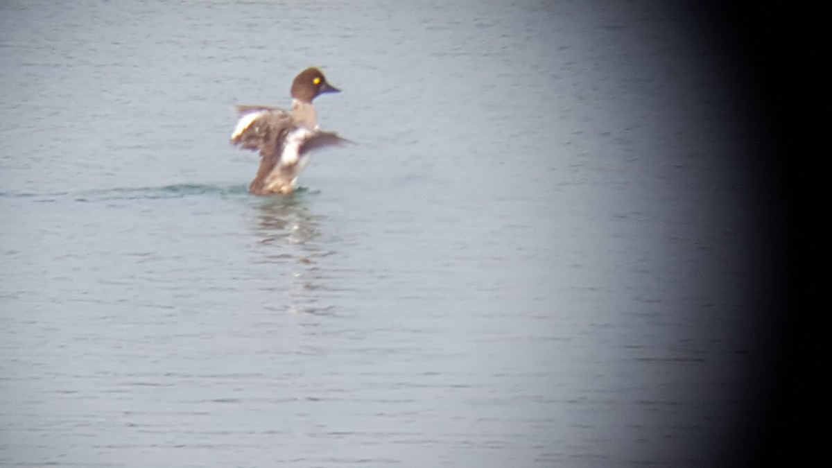 Common Goldeneye - ML65438471