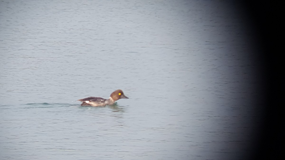 Common Goldeneye - ML65438481