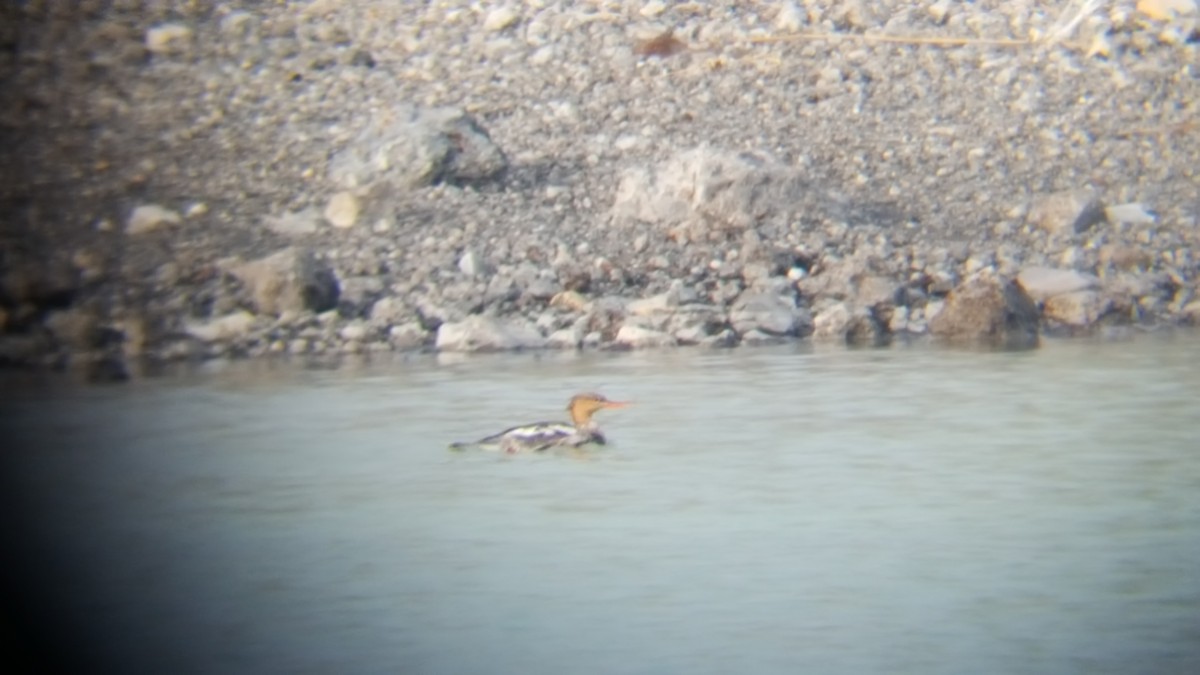 Red-breasted Merganser - ML65438491