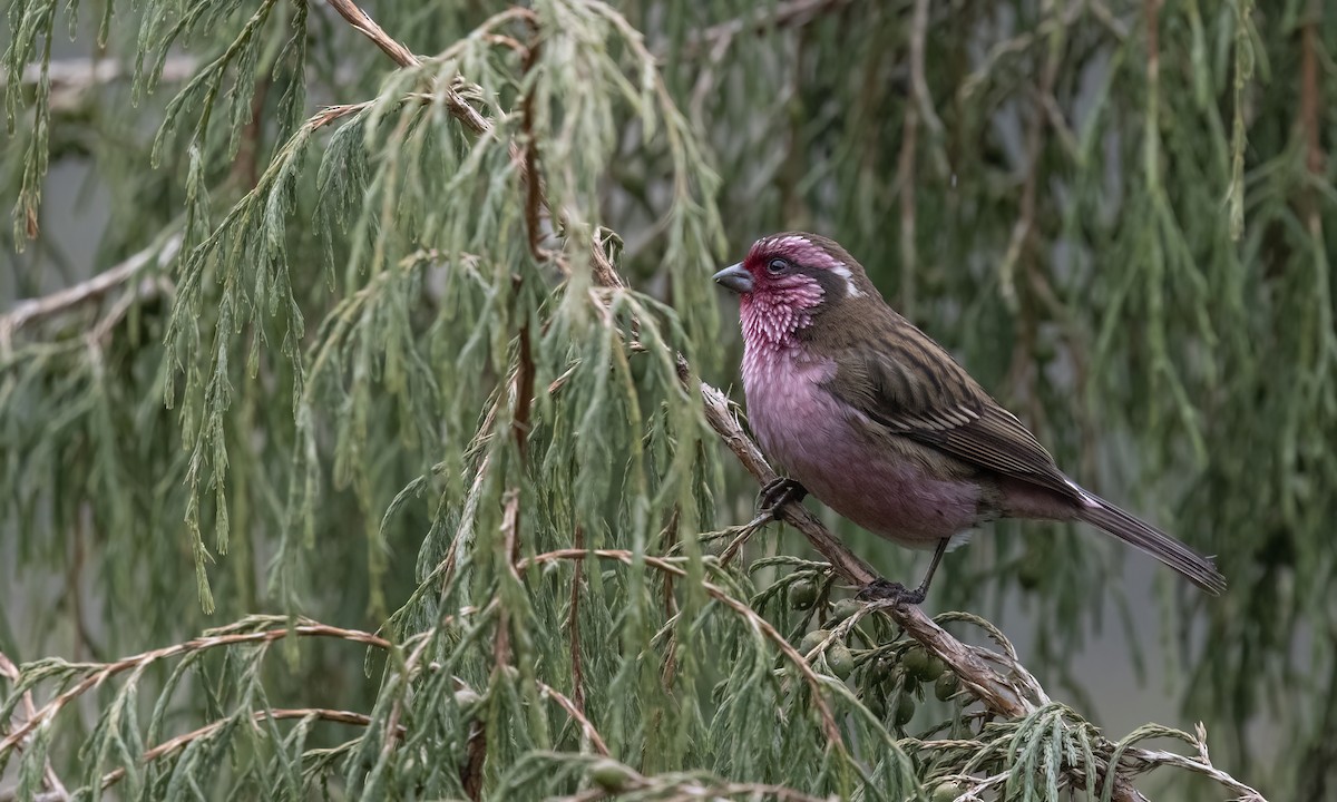Белобровая чечевица - ML654385033
