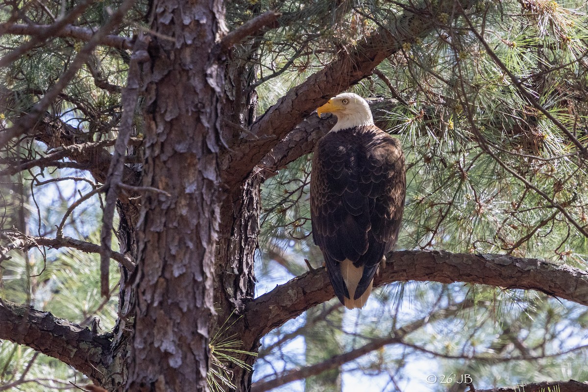 Bald Eagle - ML654385937