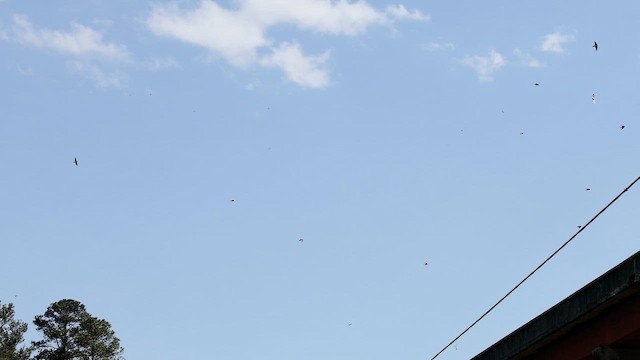 Cliff Swallow - ML654386468