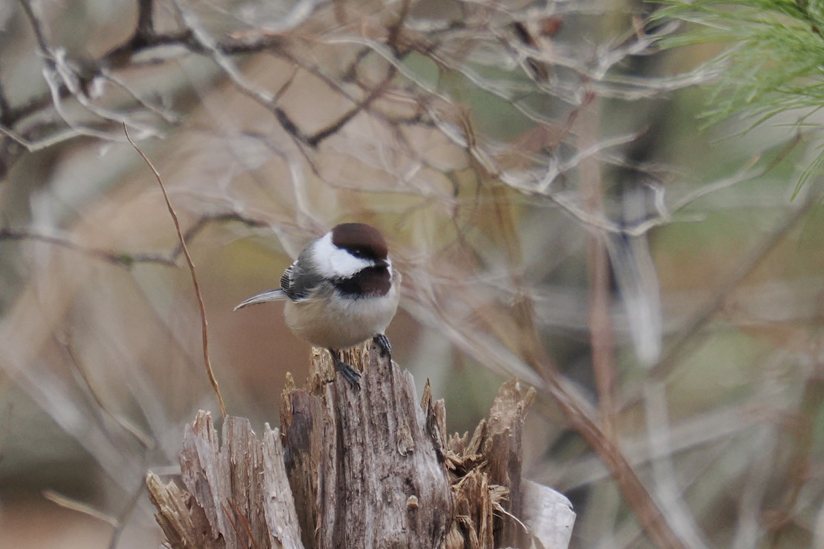 Black-capped Chickadee - ML654388175