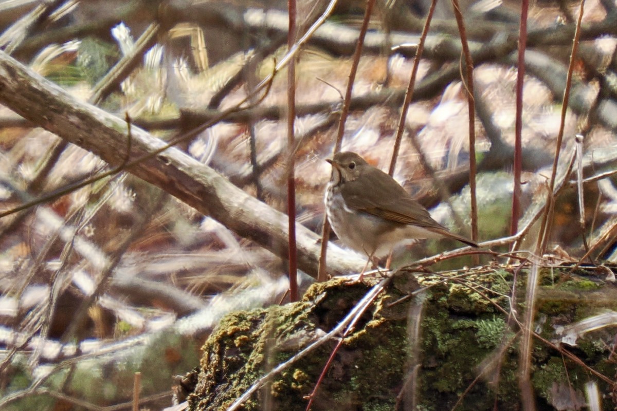Hermit Thrush - ML654388405