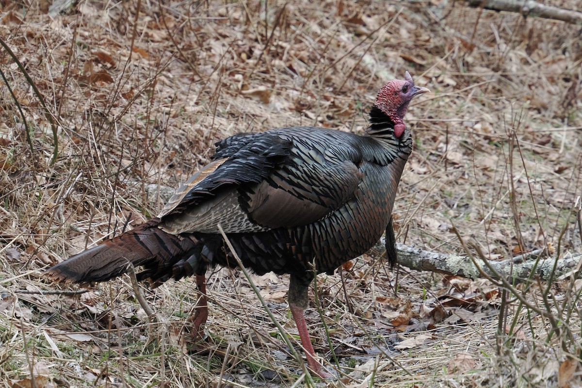 Wild Turkey - ML654389332