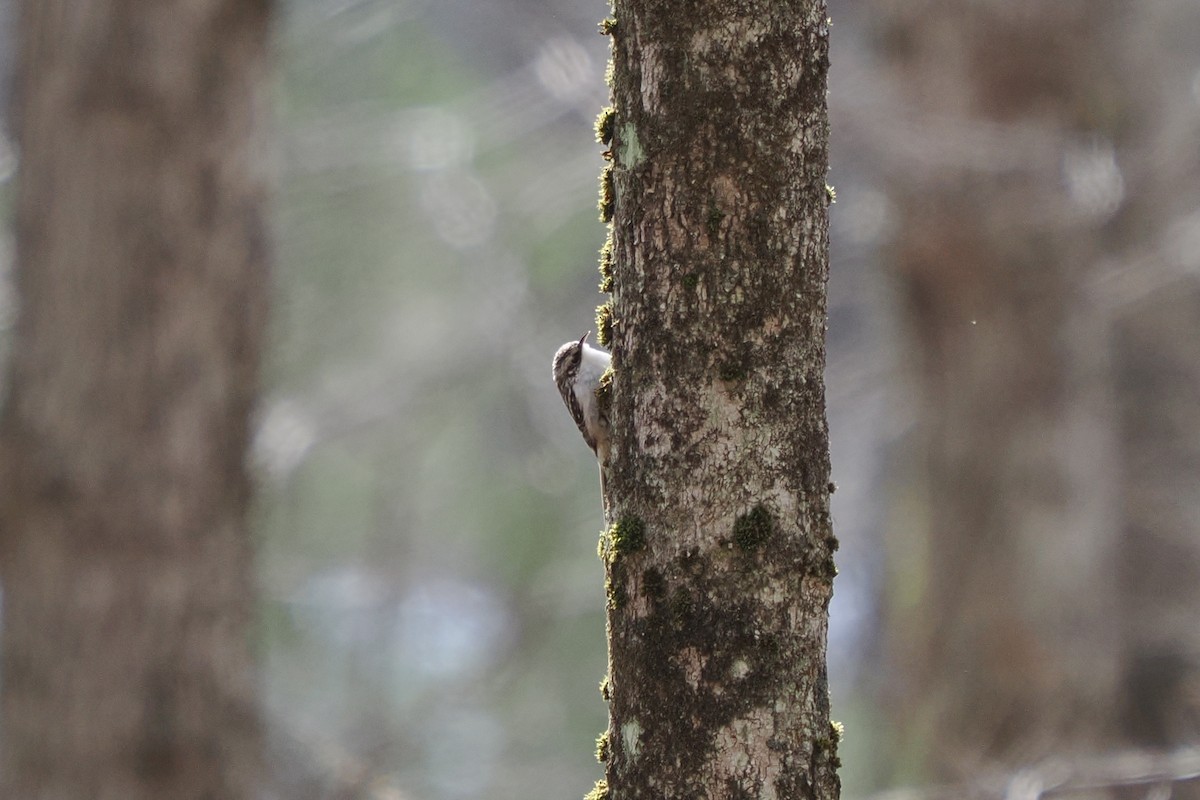 Brown Creeper - ML654389352