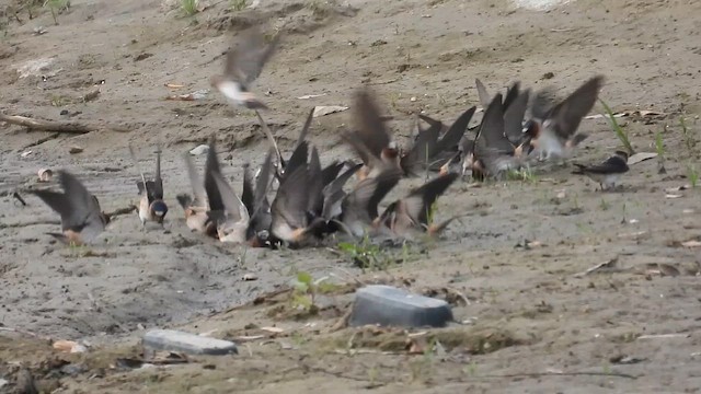 Cliff Swallow - ML654389498