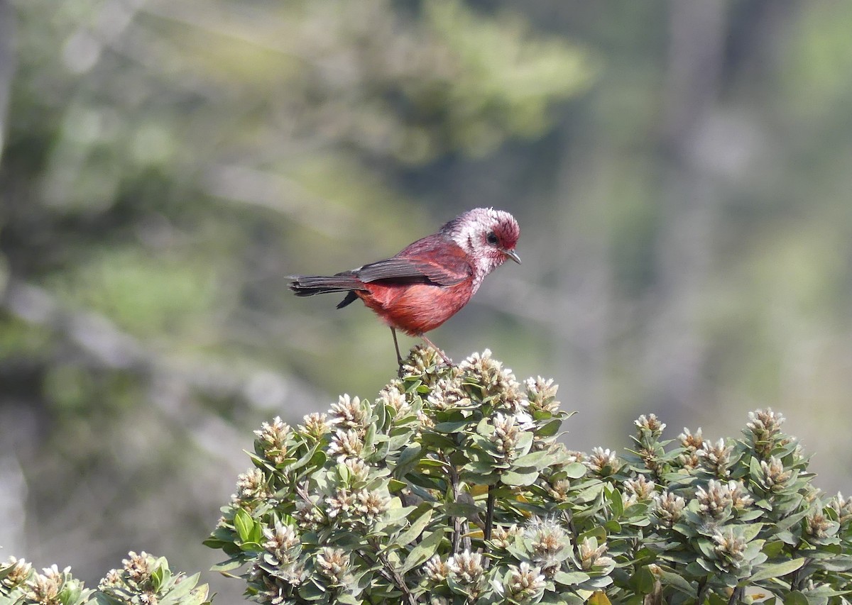 Pink-headed Warbler - ML654389853