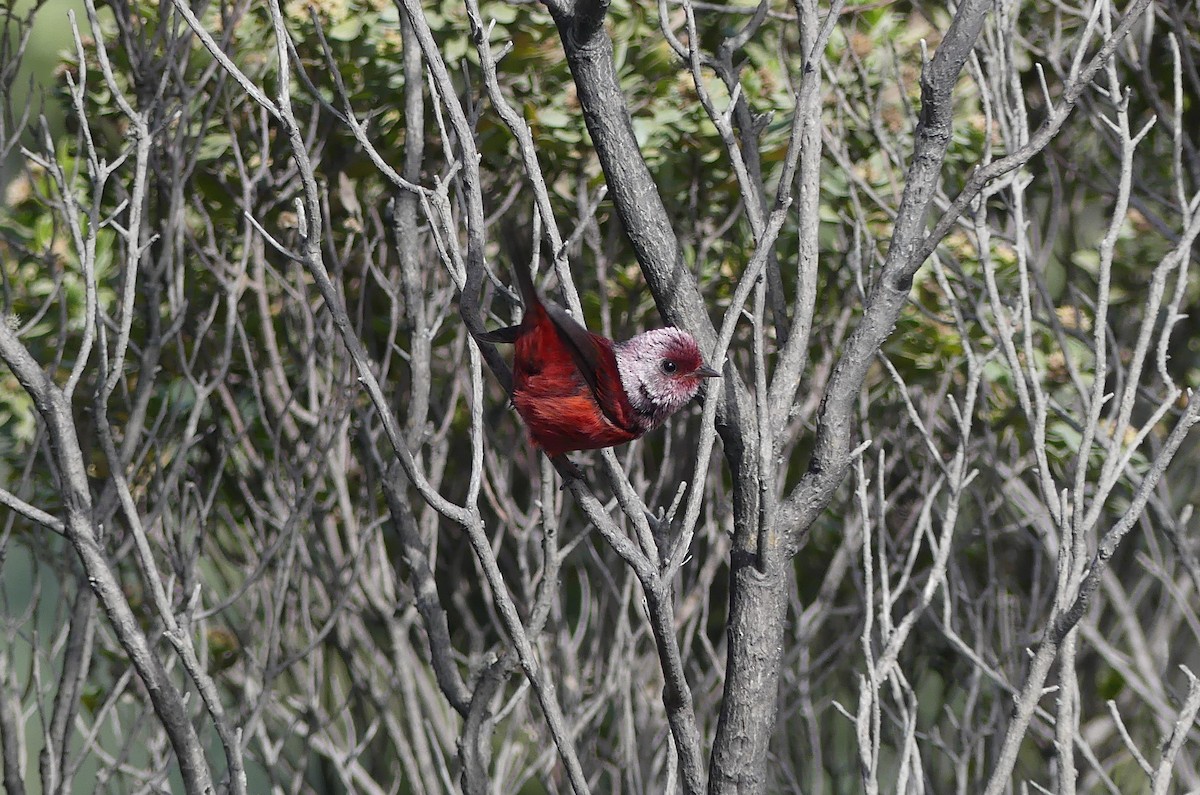 Pink-headed Warbler - ML654389960