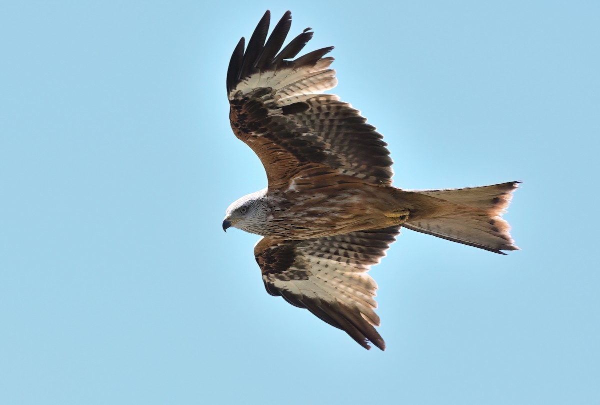 Red Kite - ML654390801