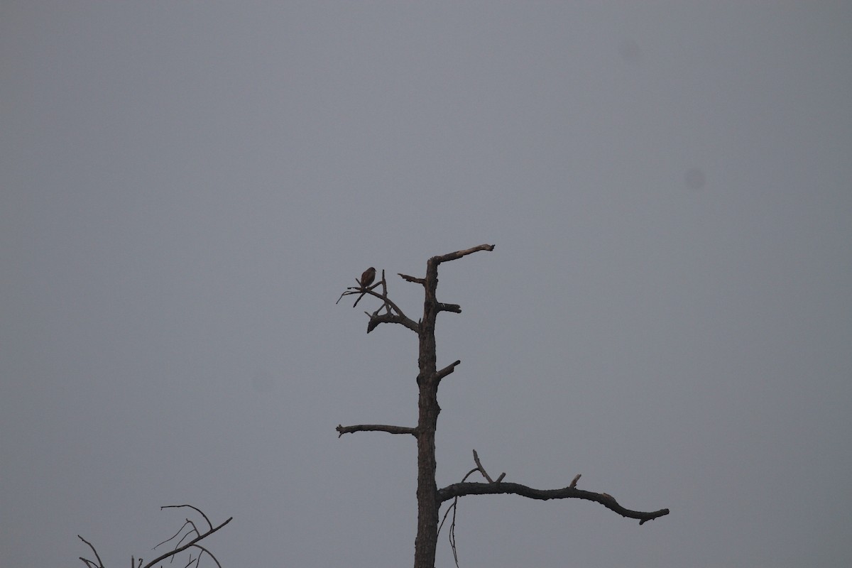 Rufous-winged Buzzard - ML654391752