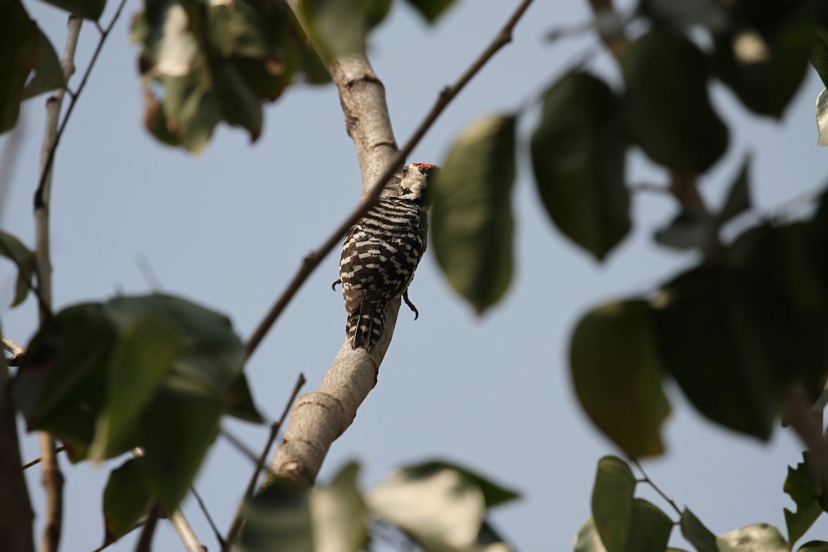 Freckle-breasted Woodpecker - ML654391793