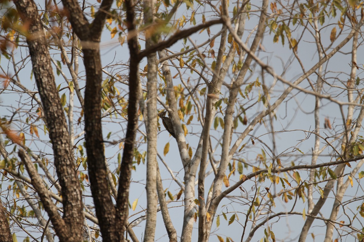 Common Flameback - ML654391798
