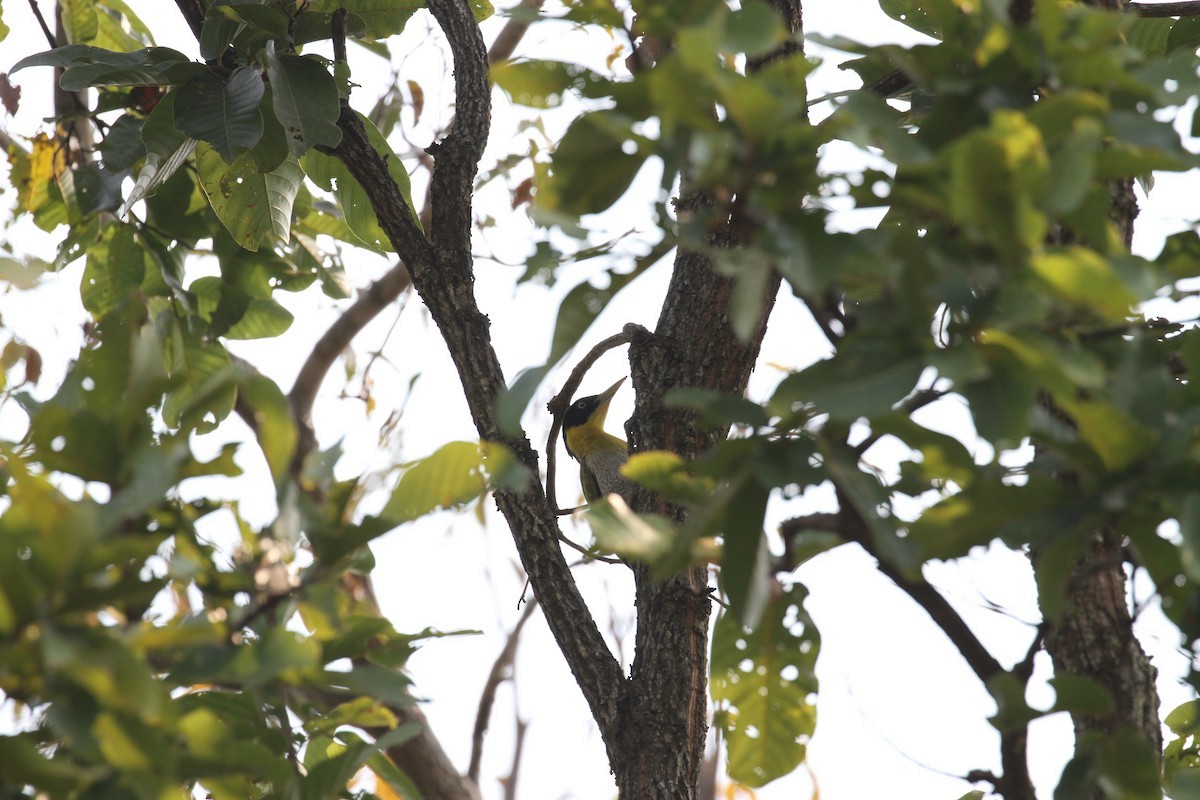 Black-headed Woodpecker - ML654391832