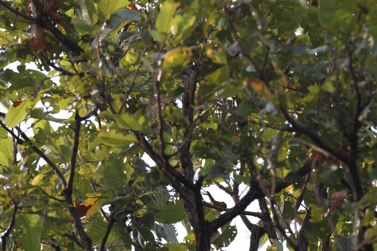 Small Minivet - ML654391870