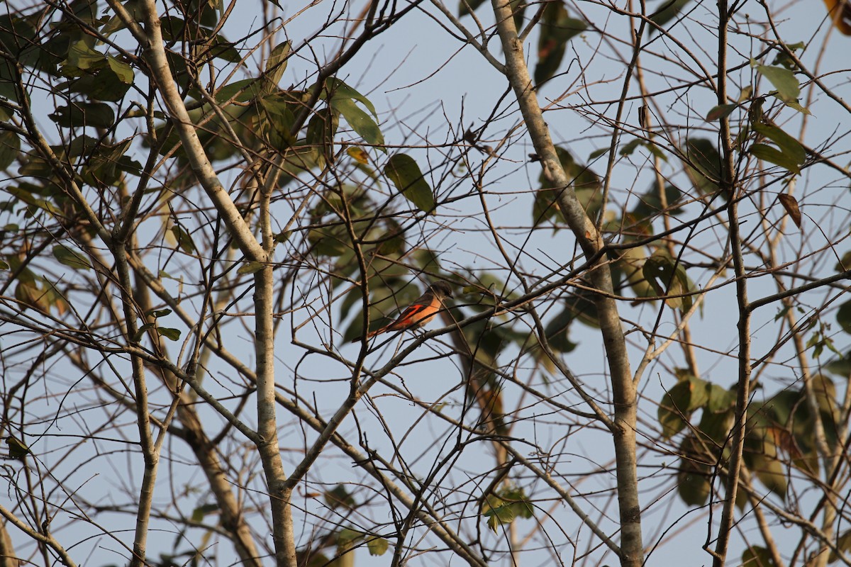 Rosy Minivet - ML654391979