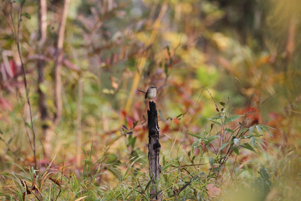 Brown Prinia - ML654392019