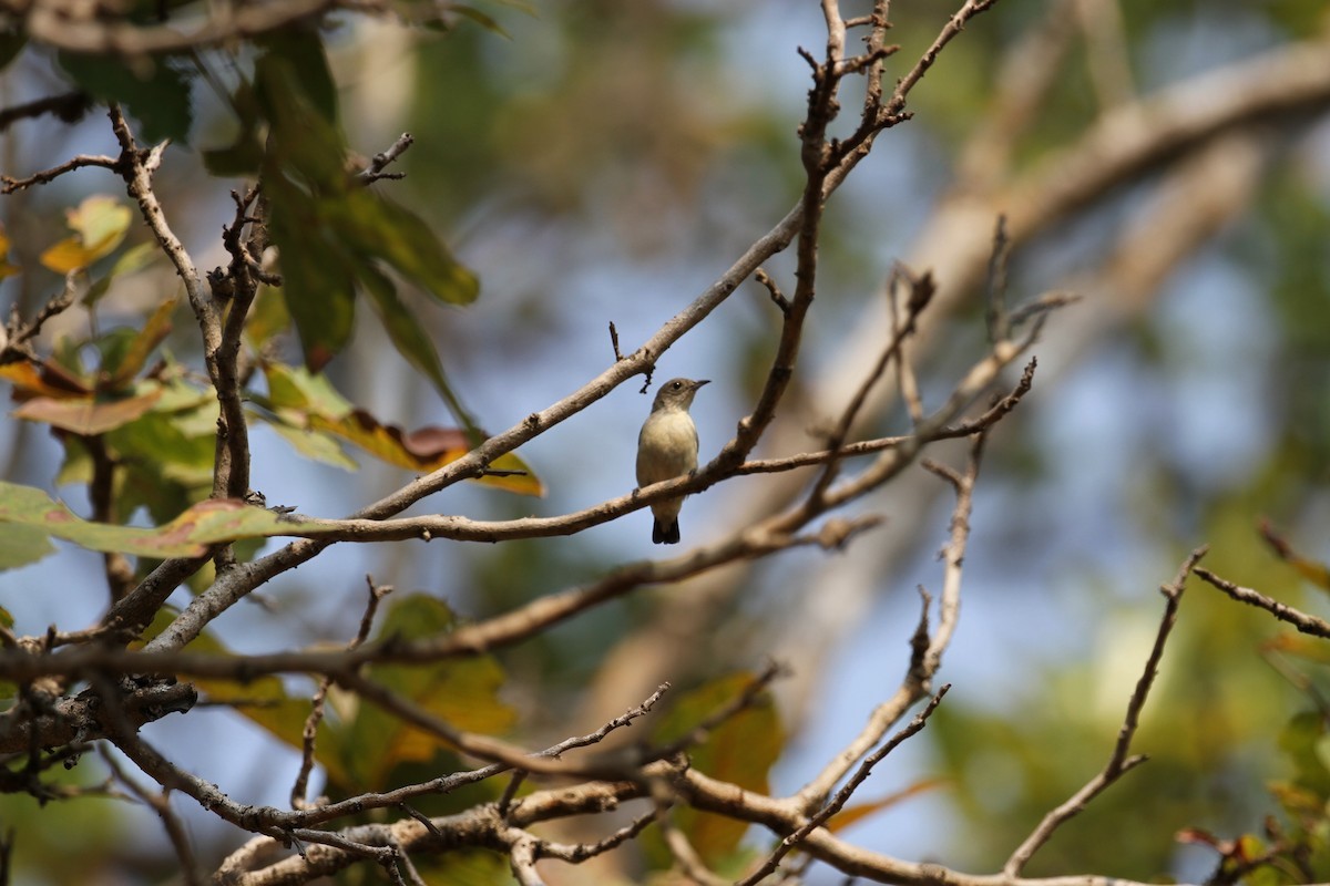 Scarlet-backed Flowerpecker - ML654392068
