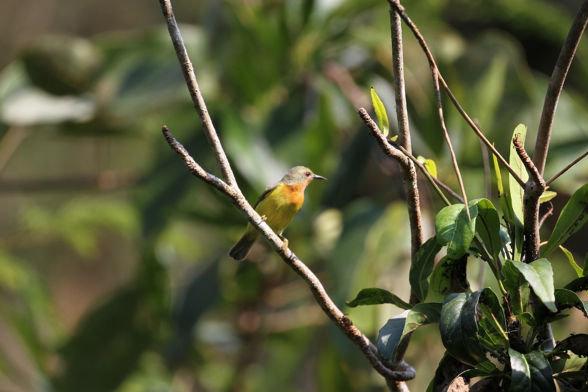 Ruby-cheeked Sunbird - ML654392086