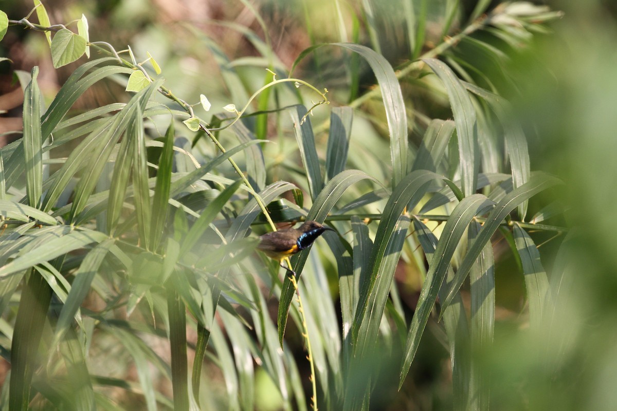 Ornate Sunbird - ML654392143