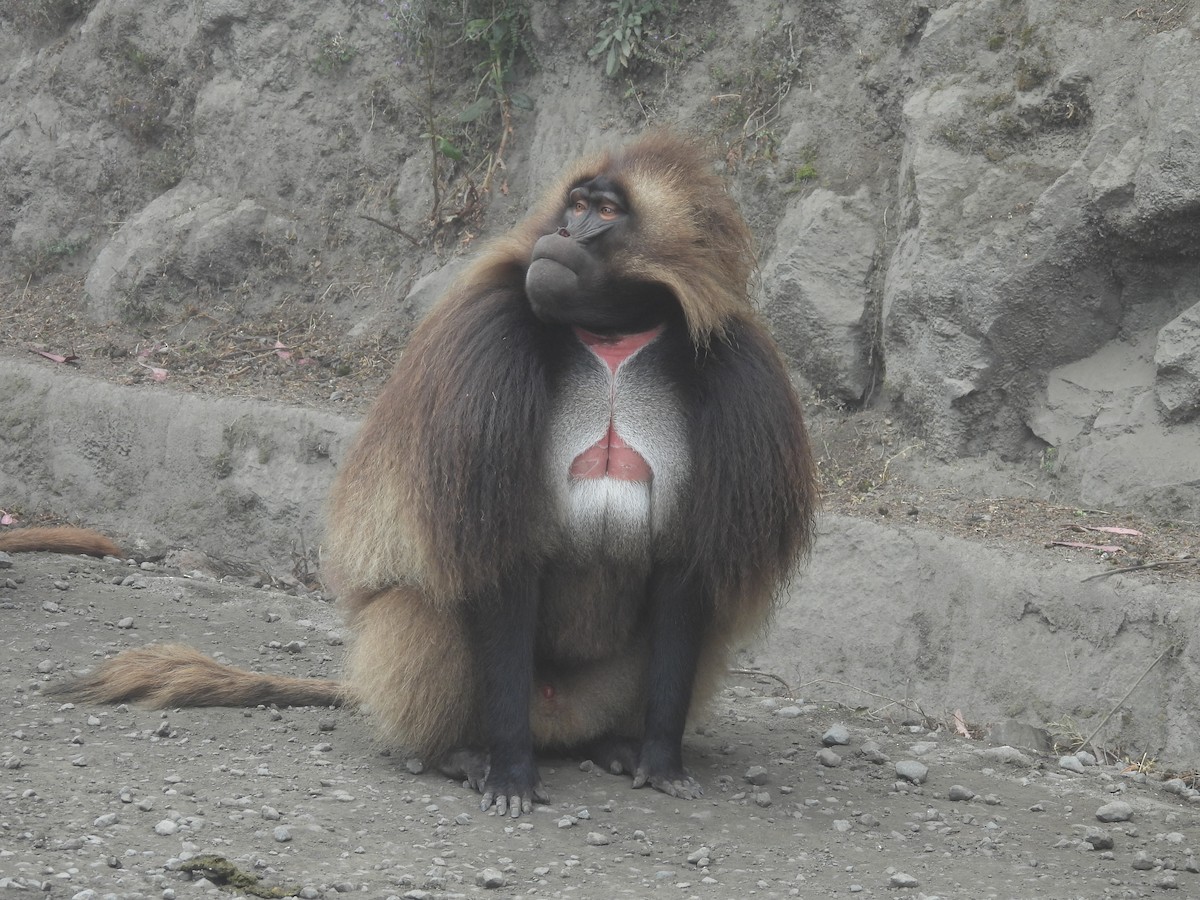 Gelada - ML654393198