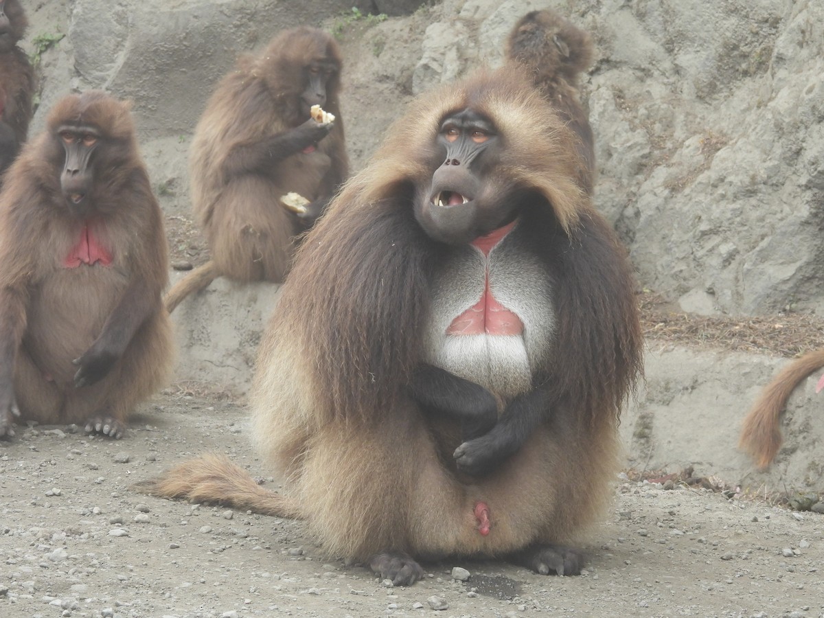 Gelada - ML654393271