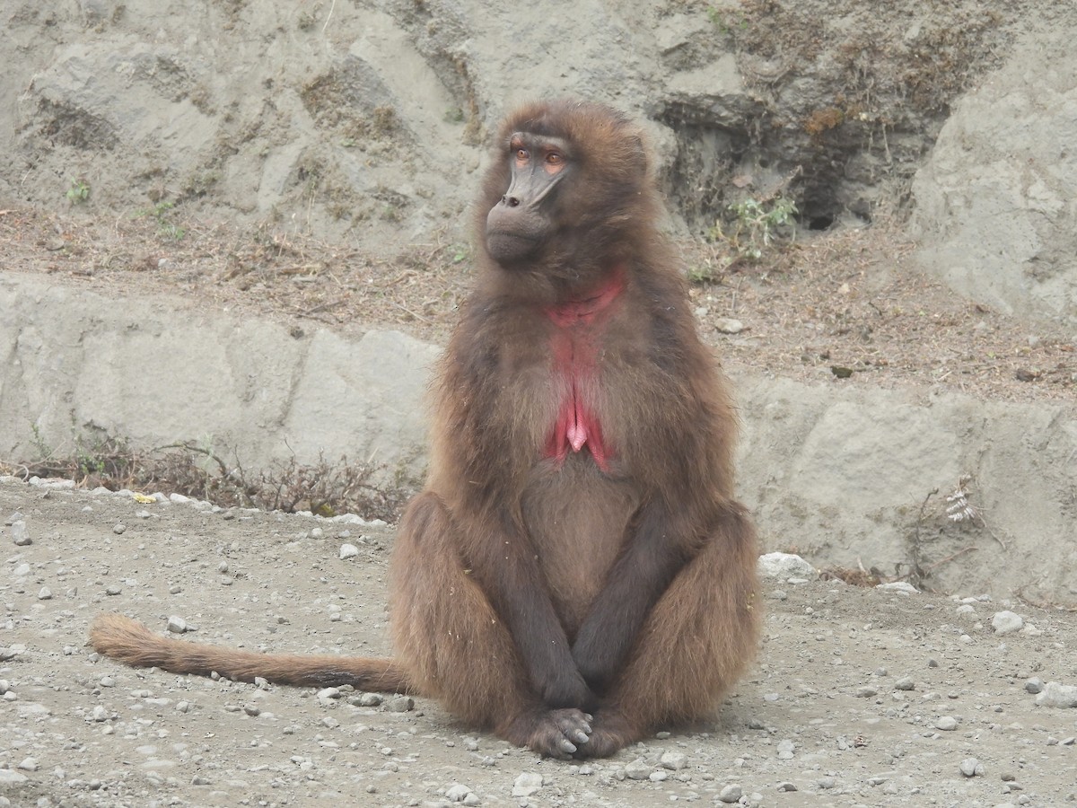Gelada - ML654393272