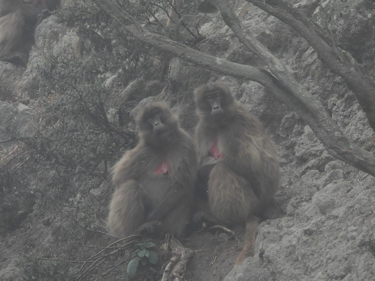 Gelada - ML654393304