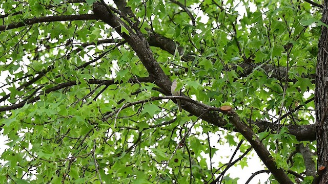 Kuzeyli Taklitçi - ML654395832