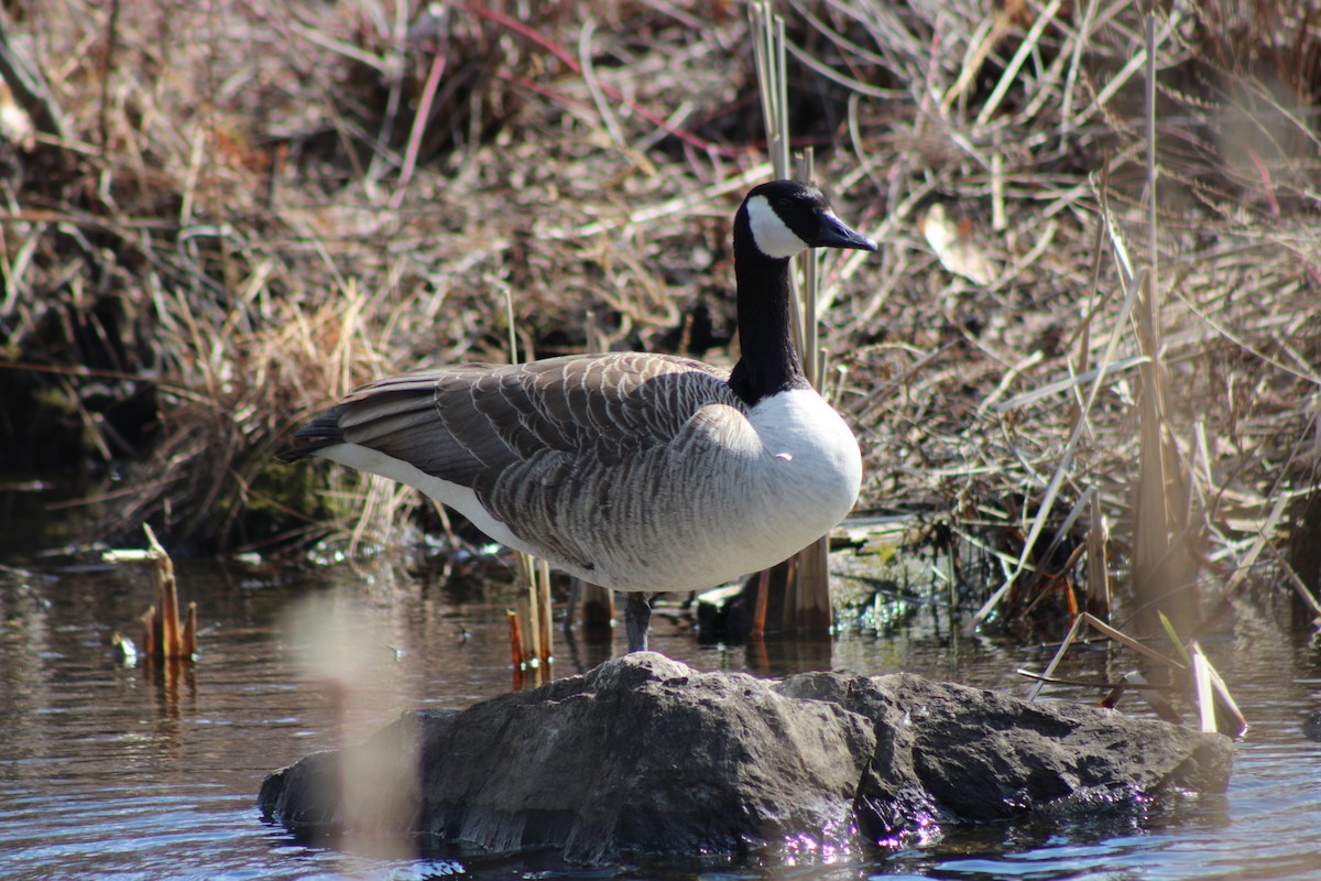 kanadagås - ML654396165