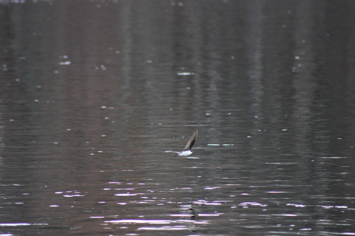 tresvale - ML654396203