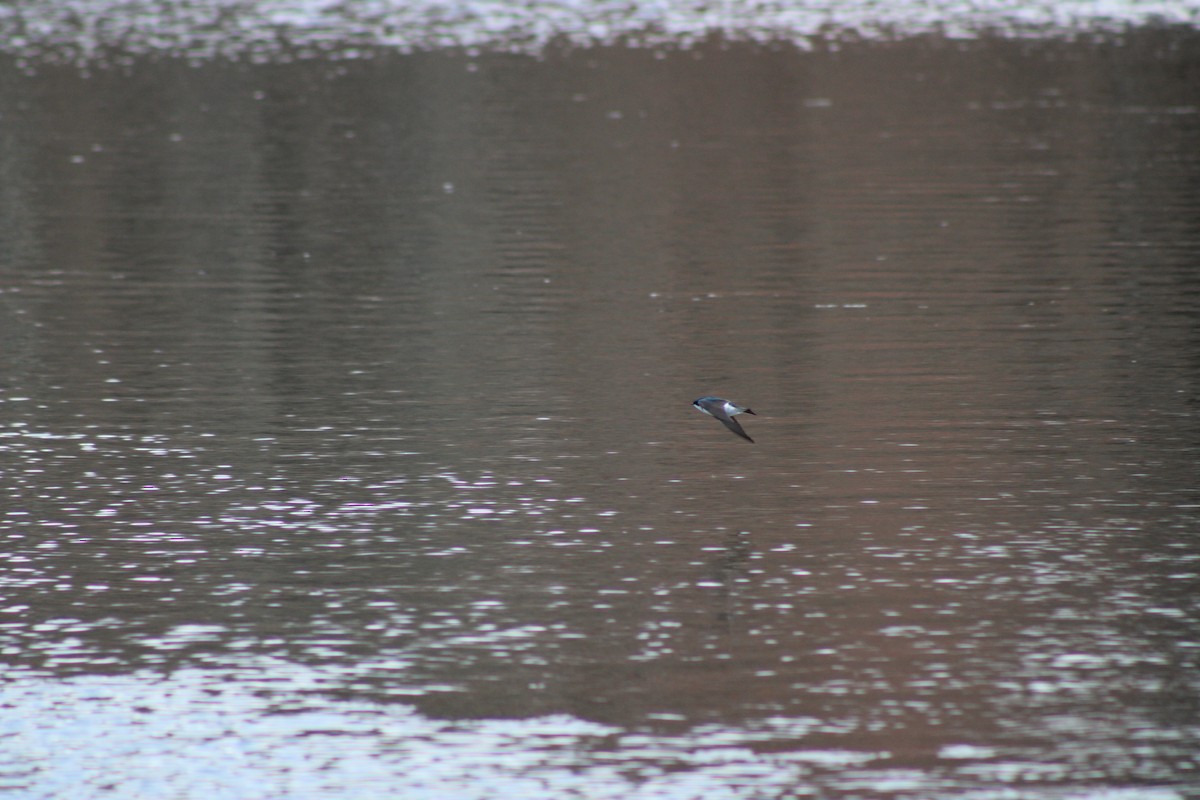 tresvale - ML654396205